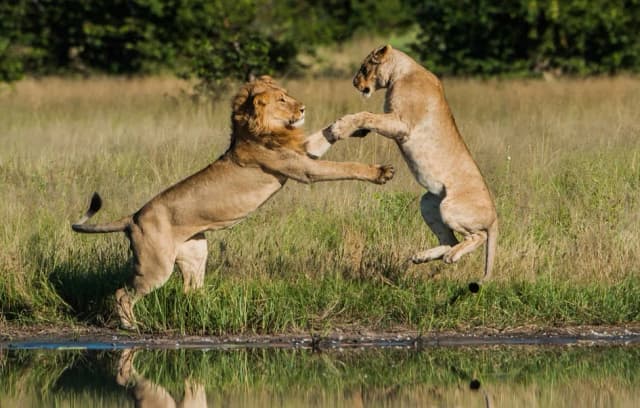 Tanzania Big Five Safari – 7 Days
